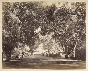 Un arco di alberi vicino a Tanjore da Samuel Bourne