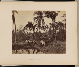 Calcutta; Scene rustiche e vita rurale nel Bengala da Samuel Bourne