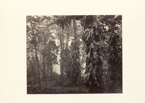 Darjeeling; Striscianti nella foresta sotto Ging da Samuel Bourne