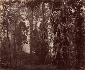 Darjeeling, India da Samuel Bourne