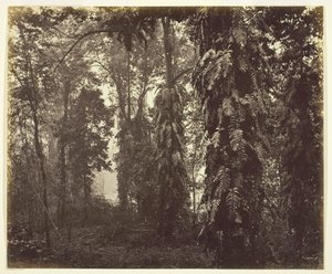 Darjeeling, India, c. 1865 da Samuel Bourne