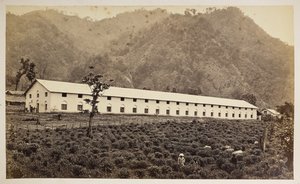 La tenuta del tè Selim, Darjeeling, la nuova fabbrica, divisione inferiore, da 