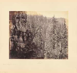 Veduta nella foresta di Narkunda da Samuel Bourne