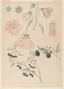 Studi di Dettagli Botanici: Alcea, Mirtilli e More
