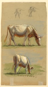 Bovini, due mucche al pascolo e i dorsi dei vitelli da Samuel Colman