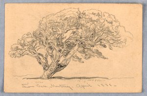 Disegno, Studi. Alberi, Santa Barbara, California, 1888 da Samuel Colman