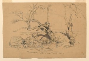 Disegno, studi. Alberi, Santa Barbara, California, 3 febbraio 1888 da Samuel Colman