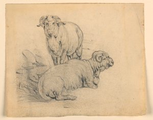 Disegno, Studio. Due montoni, 1850 ca. da Samuel Colman