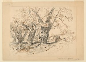 Disegno, studio per Gli alberi di cipresso di Montezuma, Parco di Chapultepec, Messico da Samuel Colman