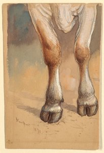 Zampe anteriori di una mucca o bue in piedi, Newport da Samuel Colman