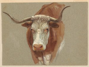 Testa di Mucca o Bue da Samuel Colman