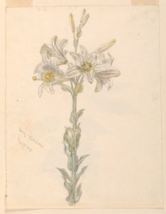 Lily, Stockbridge da Samuel Colman