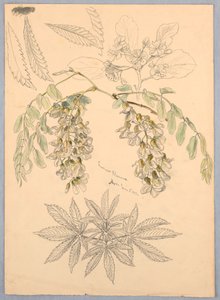 Fiori di Acacia