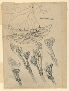 Baccelli di semi d