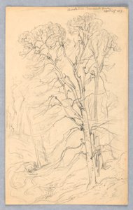 Schizzi di alberi