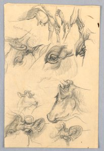 Studi di mucche da Samuel Colman