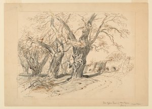 Studio per I Cipressi di Montezuma, Parco di Chapultepec, Messico da Samuel Colman