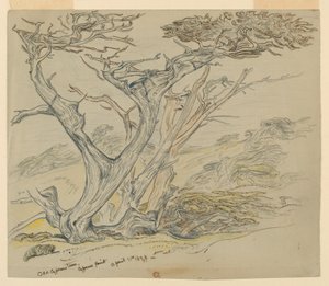 Studio di Vecchi Cipressi, Cypress Point da Samuel Colman