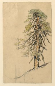 Studio di un albero su una collina da Samuel Colman