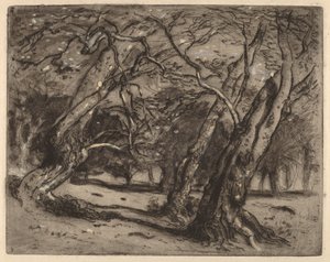 Senza titolo (Paesaggio boscoso) da Samuel Colman
