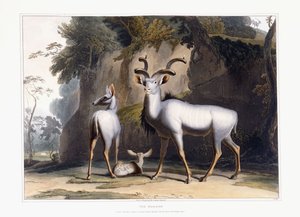 Il Koodoo da Samuel Daniell