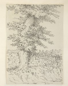 Un olmo a Bedminster da Samuel Hieronymous Grimm