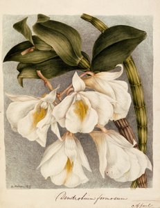 Dendrobium Formosum, c.1839 (acquerello)