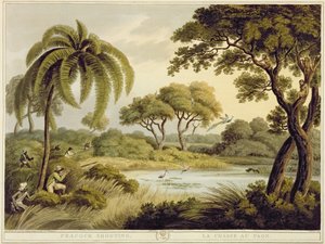 Caccia al pavone, da Oriental Field Sports, pub. da Edward Orme, 1807