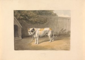 Un Bulldog da Samuel Howitt