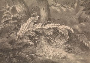 Una lepre al margine del bosco da Samuel Howitt