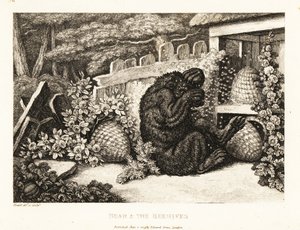 Un orso bruno attaccato da un esercito di api. 1811 (incisione)