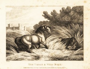 Un cavallo e un cinghiale si affrontano in un pascolo. 1811 (acquaforte) da Samuel Howitt