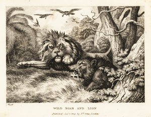 Un leone e un cinghiale selvatico combattono mentre gli avvoltoi girano sopra. 1811 (incisione)