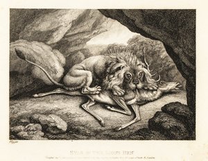 Un leone che mangia la carcassa di un cervo in una caverna. 1811 (incisione) da Samuel Howitt