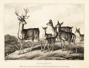 Un cervo con cerve e cerbiatti da Samuel Howitt