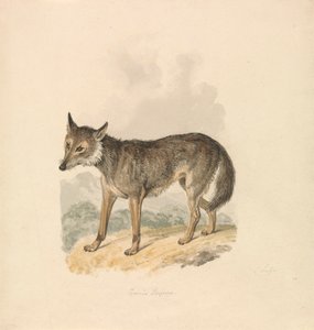 Canis Lupus, o Lupo Grigio