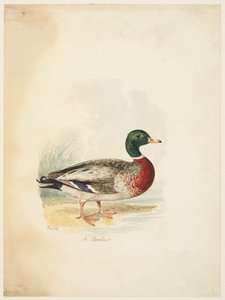 Anatra - Anas boschas (recto), c.1813-22 da Samuel Howitt
