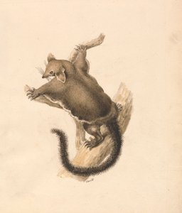 Scoiattolo volante da Samuel Howitt