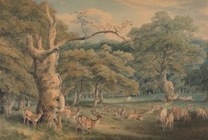 La Quercia di Hearne, Foresta di Windsor da Samuel Howitt