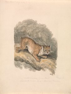 Lince nordamericana da Samuel Howitt