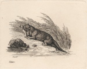 Lontra