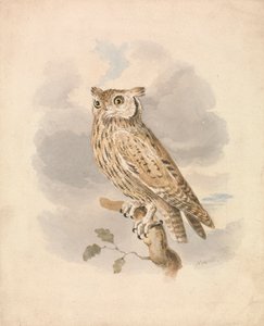 Gufo scops da Samuel Howitt