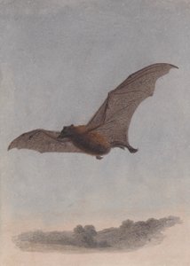 Studio di un pipistrello vampiro da Samuel Howitt