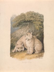 La lince canadese dal vivo da Samuel Howitt