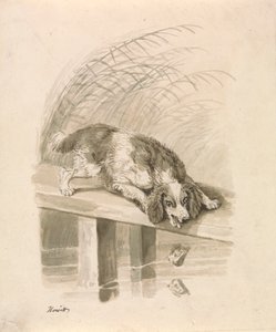 Il Cane e l