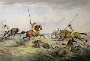 La caccia al maiale - La cattura, da 