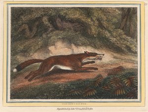 La Volpe Cacciata da Samuel Howitt