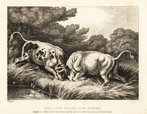 Due tori che incrociano le corna vicino a uno stagno pieno di rane. 1811 (incisione) da Samuel Howitt