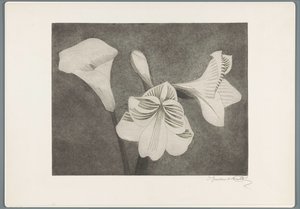 Amarillidi e calla da Samuel Jessurun de Mesquita (signed by artist)