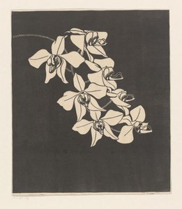 Orchidee da Samuel Jessurun de Mesquita (signed by artist)
